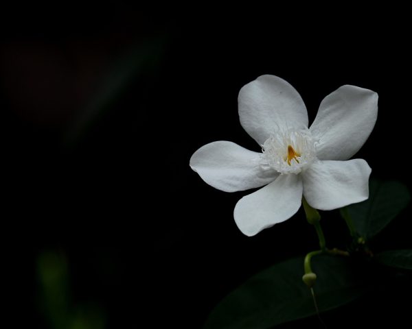 茉莉花枝头密集白色小花盛开，绿叶衬托，清晨柔和阳光照射，花香四溢，展现茉莉花在中国传统园艺文化中的经典美感